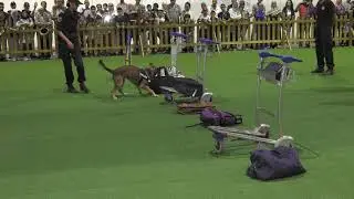 Brigade cynotechnique 7