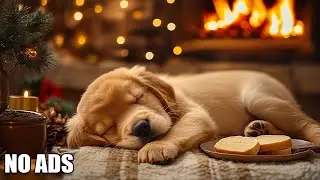 12 HOURS of Dog Calming Music🦮💖Dog Music Relax🐶🎵Anti Separation Anxiety Relief Music⭐Healing Music