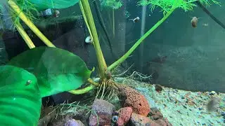 Substrate.. to much or to little ? Let&rsquo;s discuss
