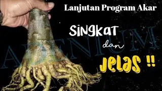 Lanjutan Program akar rosa do deserto - Singkat & Jelas _Mawar gurun | Adenium