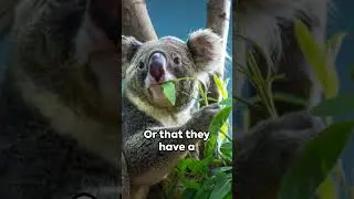 Koala Quirks | The Sleepy Tree Huggers #Australianicon