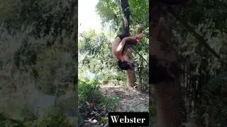 Webster flip done in side of tree 🌲 #shorts #shortsfeed #webster flip #pushups