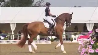 Three Day Eventing: No Guts No Glory!