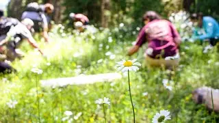 Noxious Weed Blitz 2022