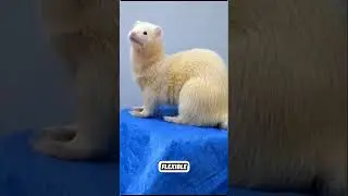 5 Ferret Facts Most People Don&rsquo;t Know | Surprising Ferret Facts for New Owners #shortsfeed