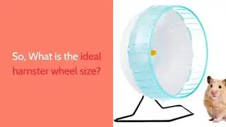 Hamster Wheel Q& A - What Is The Best Hamster Wheel for Syrian Hamsters?