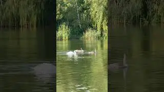 #природныепейзажи #красота #природа #умиротворение #лебеди #birds #relaxing #entertainment #nature