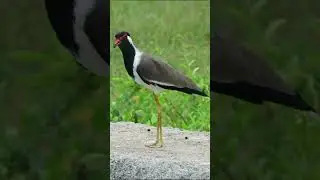 Burung trulek Jawa @anisuryani6639