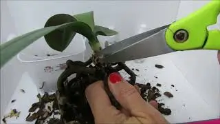 Cuando cambiar el sustrato de la orquidea que hago con raices marrones y negras hojas secas #243