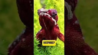 Зачем хамелеоны меняют цвет? #фактысовсегомира #факты #интересныефакты