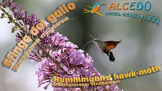Sfinge del galio (Macroglossum stellatarum)