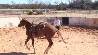 Ground work for a cutting horse