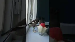 Meeting birds and fruits on the windowsill.. #shorts