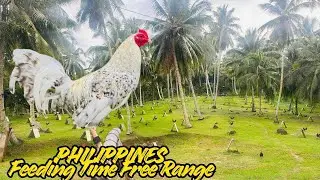 PHILIPPINES Beautiful View Feeding Time Free Range Shape Outdoor Chicken Coop James Fuentes Farm