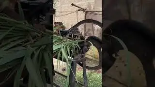 | Toka machine with petrol engine | This machine sound is symbol of happiness for Animals | but why