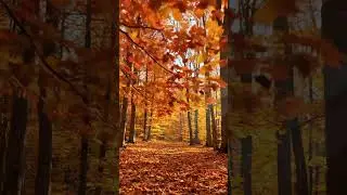 Soothing Autumn Music 🍁 Beautiful Relaxing Music For Stress & Anxiety Relief, Calm Nervous, Relax