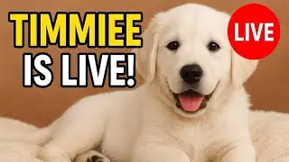 Timmie puppy  is live#DogLive#LiveDog#DogLiveStream#PuppyLive#LivePuppy#DogChannel#PetLive#LivePets