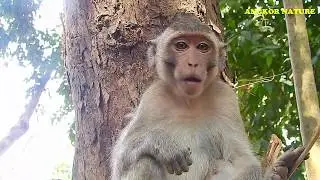 So funny, Baby monkey make fun | Angkor Nature