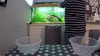 Trimming my Amazon Puffers Teeth