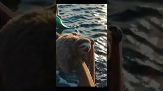 Magical Sloth Encounter