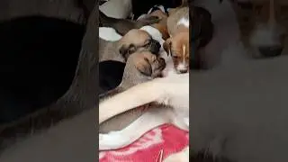 Cute Puppies 🤩 Drinking Milk From Mom Dog 😀🐕#shorts #motherdog #cutepuppies #babypuppies #fyp #dog