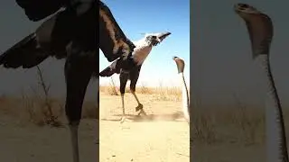The World&rsquo;s Deadliest Kick: Secretary Bird vs. Cobra