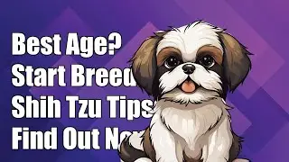 What is the best age to start breeding a Shih Tzu?