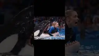 danger dolphin #shortsong #shortvideo
