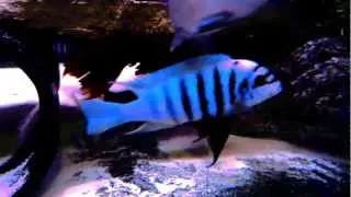 Aggressive African Cichlid - Maison Reef Zebra with Awesome Long Pelvic Fins