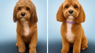 This Cow's Fluffy Makeover Will Melt Your Heart!