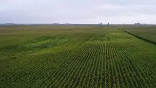 2017 IAG Crop Tour: Sac City, IA (Stop 12, Aug 15)