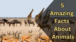 Amazing Animal Facts: 5 Mind-Blowing Secrets from the Animal Kingdom