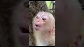 Baby Monkey Acting Like a Human?! 🐒😲 #shorts #babymonkey #katorn #toto