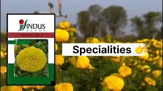 Indus seeds tennis ball marigold yellow #farming