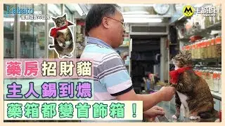 【Kakato 特約 寵物店長之日常】 藥房招財貓 主人錫到燶  藥箱都變首飾箱！