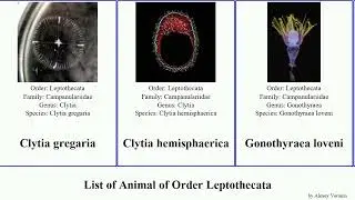 List of Animal of Order Leptothecata aequorea obelia victoria integra cyanea dichotoma Clytia Same