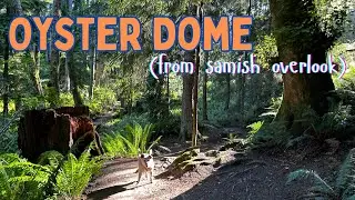 Back on the Trail: Oyster Dome Hike with Dogs 🐾 Easy PNW Adventure from Samish Overlook