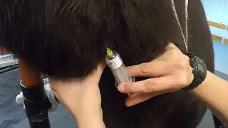 Equine Blood Collection - Vacutainer