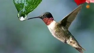 Mi pel&iacute;cula nelly  quinde