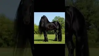 Horse  🐎  lifestyle  top notch 👌  appaloosa