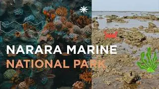 Narara Marine National Park - India's First Marine Park l Ranmal Lake & Lakhota Palace - Jamnagar