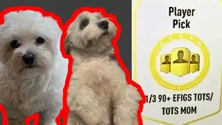 MY DOGS OPEN A 1 OF 3 90+ EFIGS TOTS PLAYER PICK!!! || Fifa 23