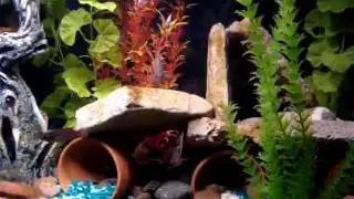 35 gal cichlid
