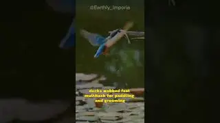 Kingfisher the Diving Bird