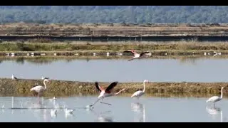 Huellas de Al Andalus: Huelva, Saltés, las marismas...¡Al Andalús!