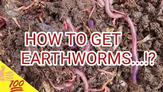 How to get earthworms for vermicomposting??(ENGLISH)