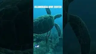 SEA TURTLES ARE SO COOL! #shorts #scubadiving #sea #ocean