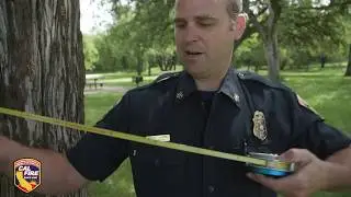 CAL FIRE - Measuring Trees