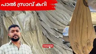 പാൽസ്രാവ് കറി | Milk  Shark Curry