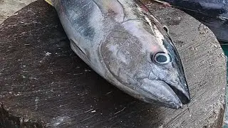 Fish Cutting Tutorial for Beginners